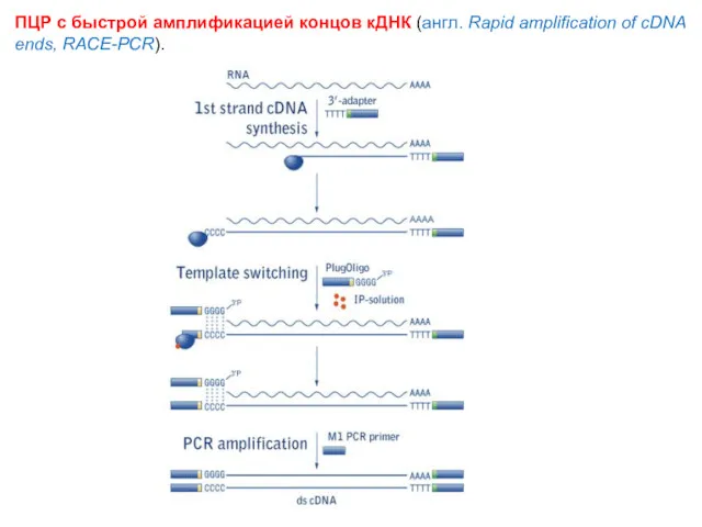 ПЦР с быстрой амплификацией концов кДНК (англ. Rapid amplification of cDNA ends, RACE-PCR).