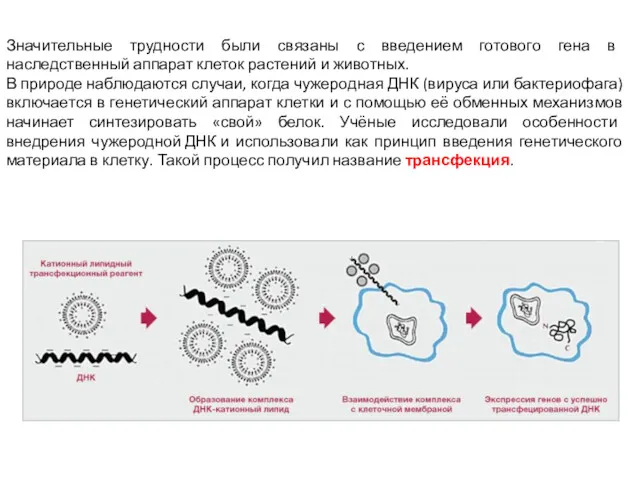 Значительные трудности были связаны с введением готового гена в наследственный