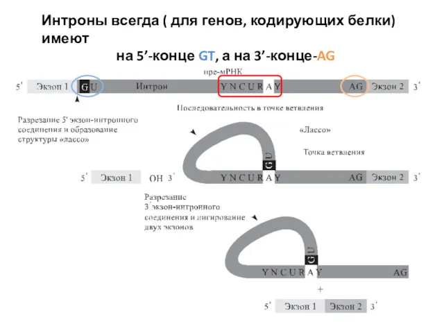 Интроны всегда ( для генов, кодирующих белки) имеют на 5’-конце GT, а на 3’-конце-AG