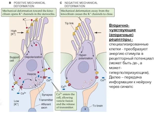 Вторично-чувствующие (вторичные) рецепторы - специализированные клетки - преобразуют энергию стимула в рецепторный потенциал