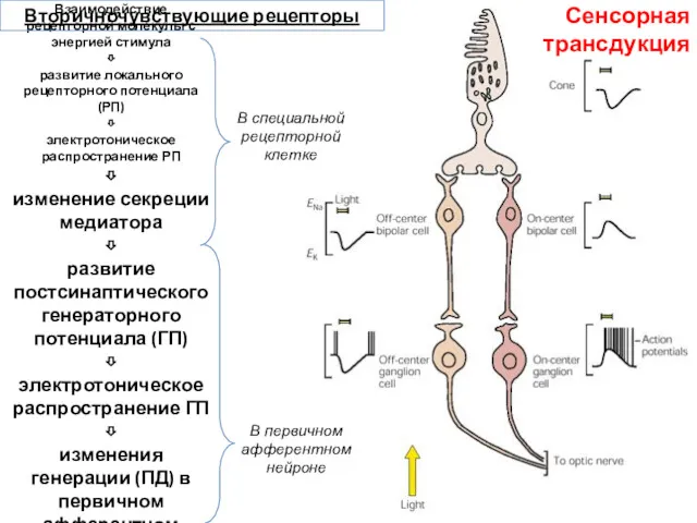 Взаимодействие рецепторной молекулы с энергией стимула ⇩ развитие локального рецепторного