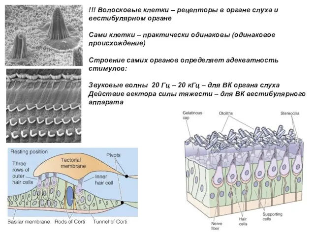 !!! Волосковые клетки – рецепторы в органе слуха и вестибулярном органе Сами клетки