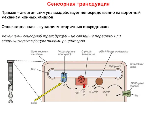 Сенсорная трансдукция Прямая – энергия стимула воздействует непосредственно на воротный механизм ионных каналов