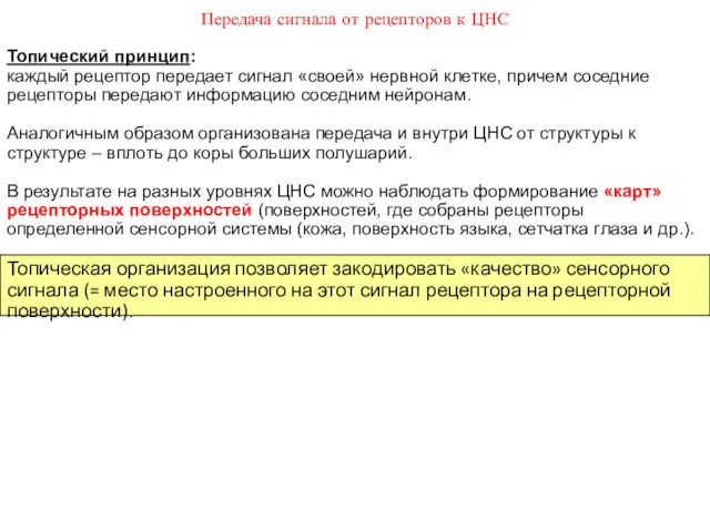 Топическая организация позволяет закодировать «качество» сенсорного сигнала (= место настроенного