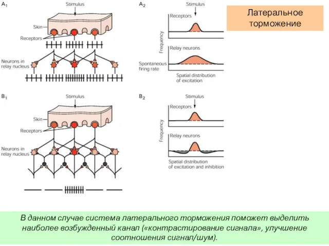 В данном случае система латерального торможения поможет выделить наиболее возбужденный канал («контрастирование сигнала», улучшение соотношения сигнал/шум).