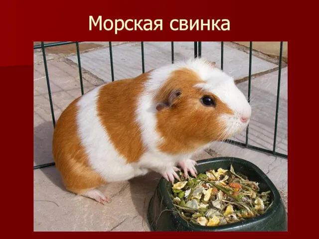 Морская свинка