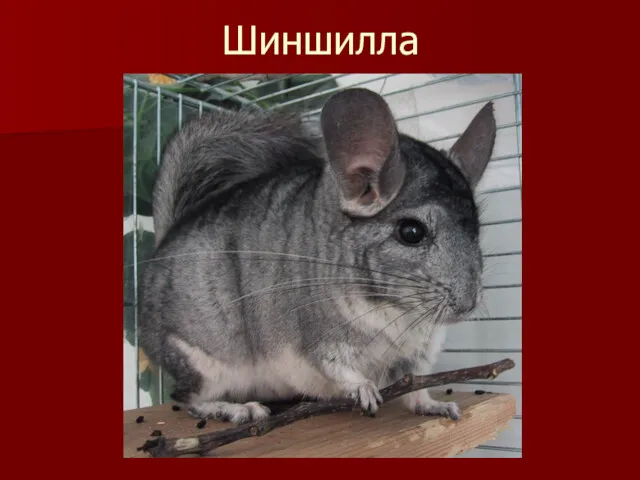 Шиншилла