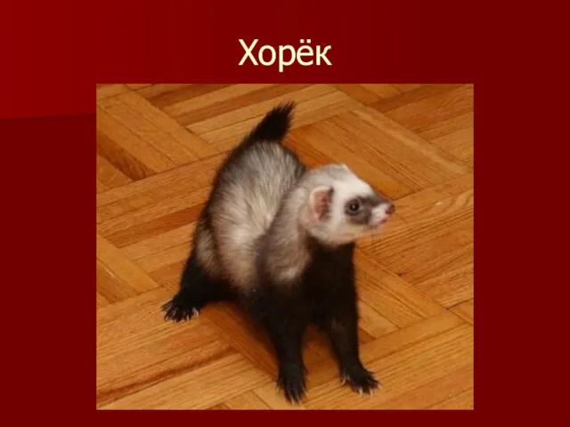 Хорёк