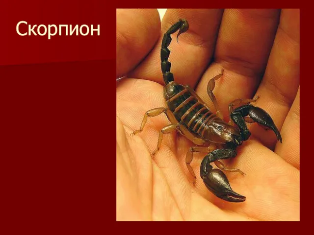 Скорпион