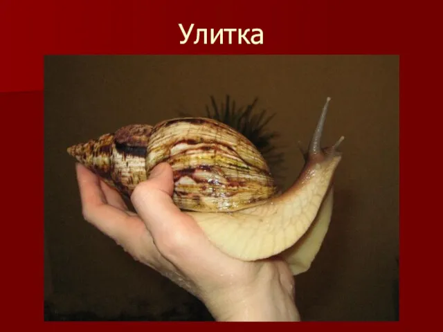 Улитка