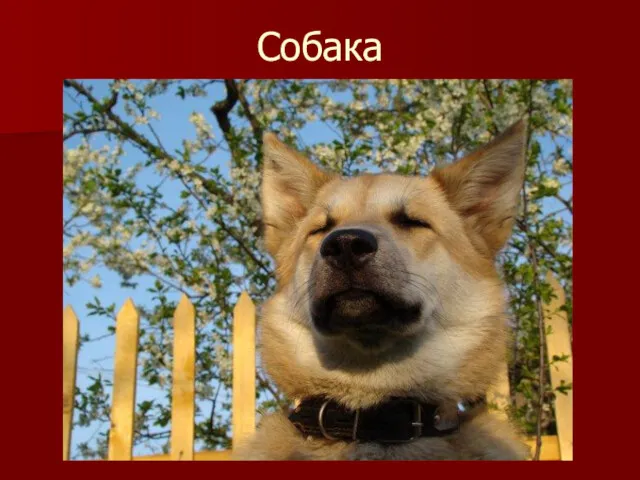 Собака