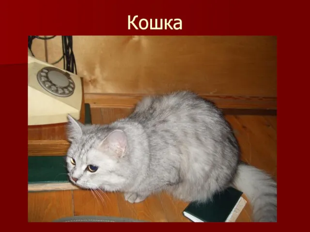 Кошка