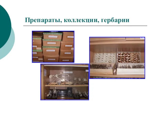 Препараты, коллекции, гербарии