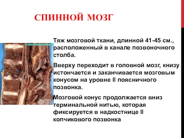 СПИННОЙ МОЗГ (MEDULLA SPINALIS) Тяж мозговой ткани, длинной 41-45 см.,