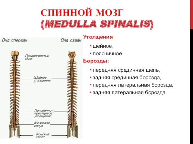 Утолщения: шейное, поясничное. Борозды: передняя срединная щель, задняя срединная борозда,