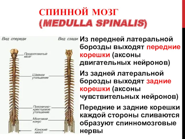 Из передней латеральной борозды выходят передние корешки (аксоны двигательных нейронов)