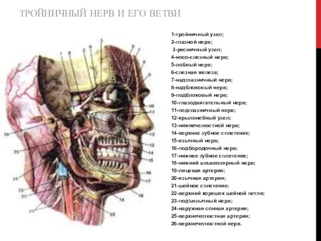 ТРОЙНИЧНЫЙ НЕРВ И ЕГО ВЕТВИ 1-тройничный узел; 2-глазной нерв; 3-ресничный