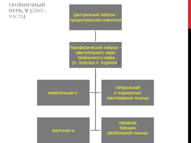 ТРОЙНИЧНЫЙ НЕРВ, V (ДВИГ.ЧАСТЬ)