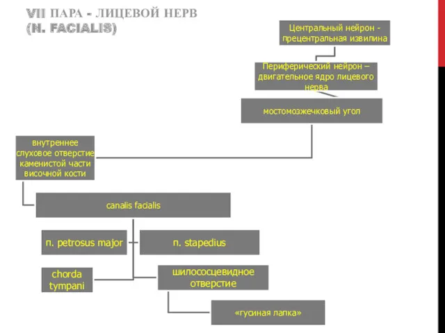 VII ПАРА - ЛИЦЕВОЙ НЕРВ (N. FACIALIS)