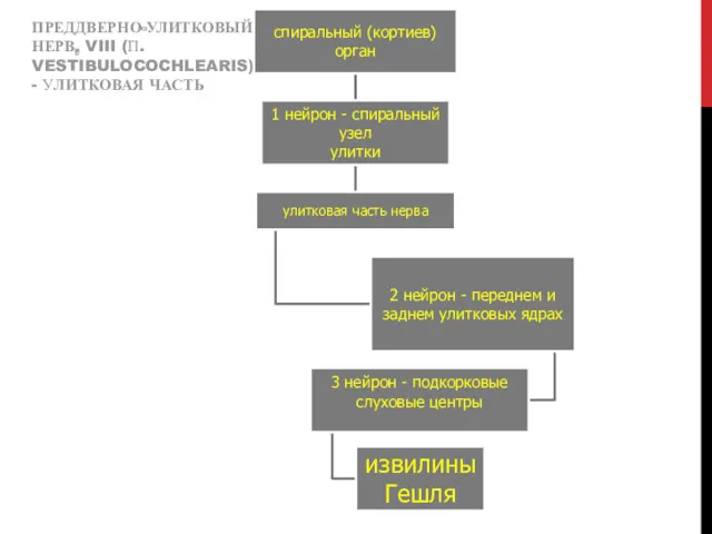 ПРЕДДВЕРНО-УЛИТКОВЫЙ НЕРВ, VIII (П. VESTIBULOCOCHLEARIS) - УЛИТКОВАЯ ЧАСТЬ
