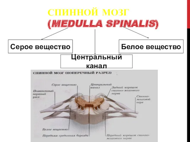 СПИННОЙ МОЗГ (MEDULLA SPINALIS) Серое вещество Белое вещество Центральный канал