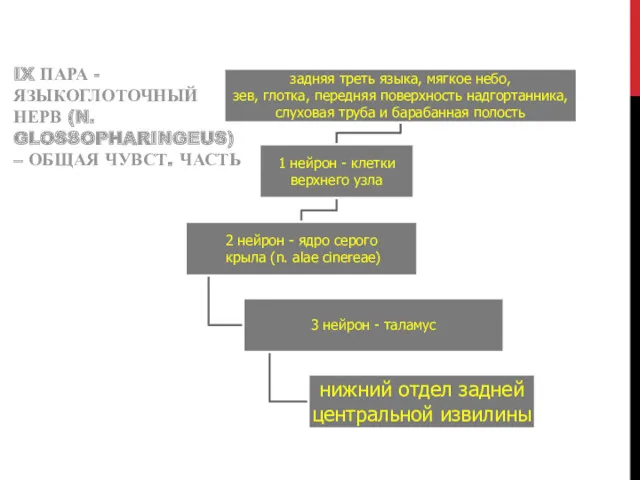 IX ПАРА - ЯЗЫКОГЛОТОЧНЫЙ НЕРВ (N. GLOSSOPHARINGEUS) – ОБЩАЯ ЧУВСТ. ЧАСТЬ