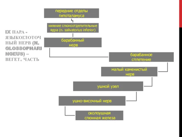 IX ПАРА - ЯЗЫКОГЛОТОЧНЫЙ НЕРВ (N. GLOSSOPHARINGEUS) – ВЕГЕТ. ЧАСТЬ
