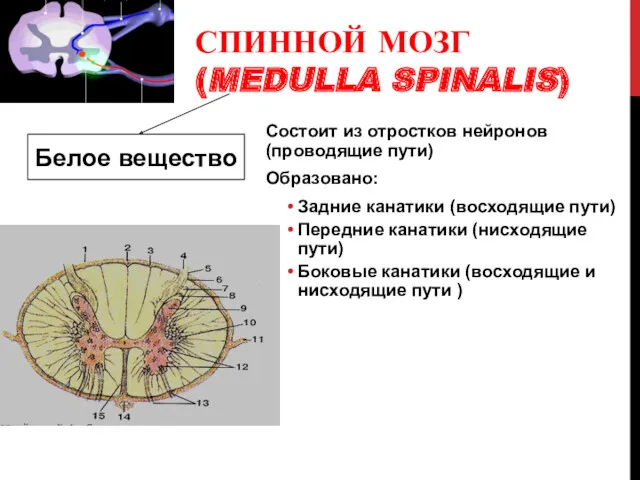 СПИННОЙ МОЗГ (MEDULLA SPINALIS) Белое вещество Состоит из отростков нейронов