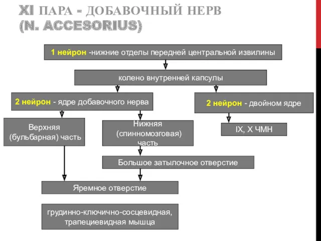 XI ПАРА - ДОБАВОЧНЫЙ НЕРВ (N. ACCESORIUS) 1 нейрон -нижние