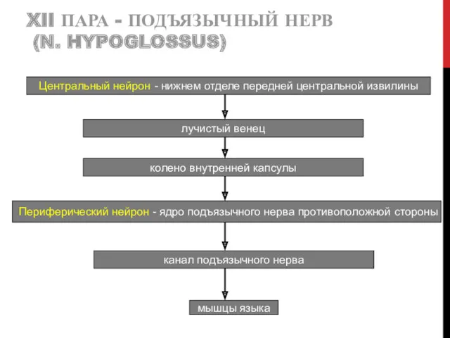 XII ПАРА - ПОДЪЯЗЫЧНЫЙ НЕРВ (N. HYPOGLOSSUS) Центральный нейрон -