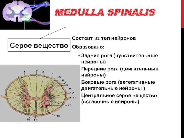 MEDULLA SPINALIS Серое вещество Состоит из тел нейронов Образовано: Задние