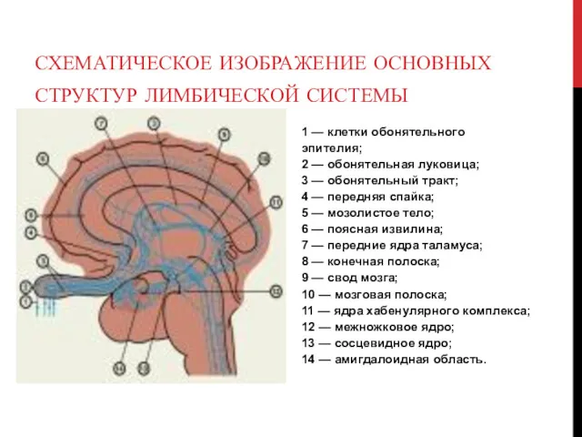 СХЕМАТИЧЕСКОЕ ИЗОБРАЖЕНИЕ ОСНОВНЫХ СТРУКТУР ЛИМБИЧЕСКОЙ СИСТЕМЫ 1 — клетки обонятельного