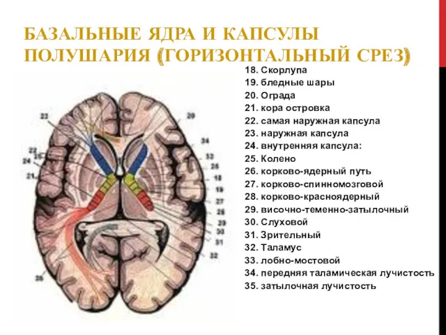 БАЗАЛЬНЫЕ ЯДРА И КАПСУЛЫ ПОЛУШАРИЯ (ГОРИЗОНТАЛЬНЫЙ СРЕЗ) 18. Скорлупа 19.