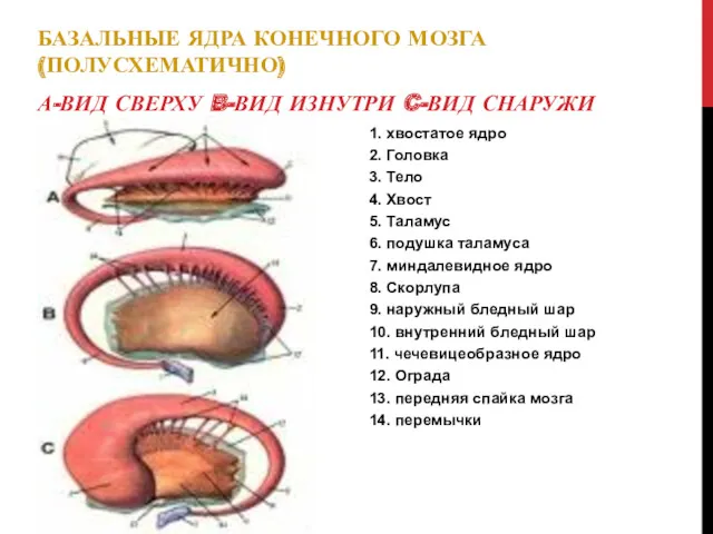 БАЗАЛЬНЫЕ ЯДРА КОНЕЧНОГО МОЗГА (ПОЛУСХЕМАТИЧНО) А-ВИД СВЕРХУ B-ВИД ИЗНУТРИ C-ВИД