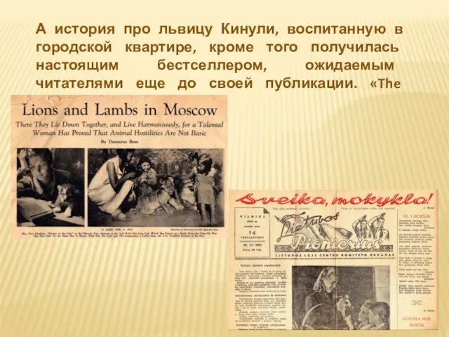 А история про львицу Кинули, воспитанную в городской квартире, кроме