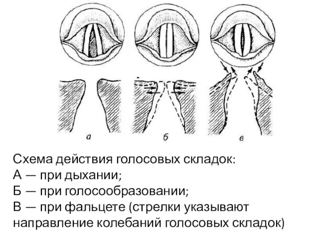 Схема действия голосовых складок: А — при дыхании; Б —