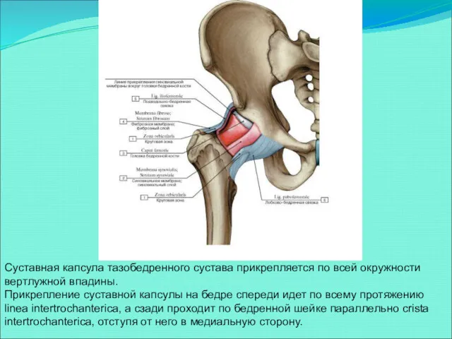 Суставная капсула тазобедренного сустава прикрепляется по всей окружности вертлужной впадины. Прикрепление суставной капсулы