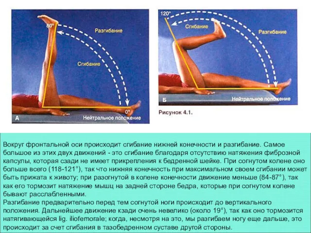 Вокруг фронтальной оси происходит сгибание нижней конечности и разгибание. Самое большое из этих