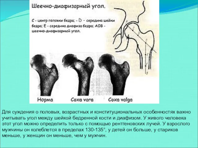 Для суждения о половых, возрастных и конституциональных особенностях важно учитывать угол между шейкой