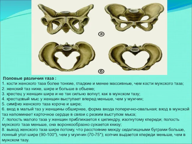 Половые различия таза : 1. кости женского таза более тонкие, гладкие и менее