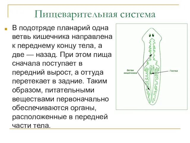 Пищеварительная система В подотряде планарий одна ветвь кишечника направлена к