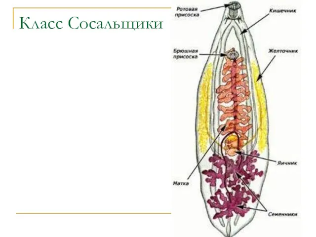 Класс Сосальщики