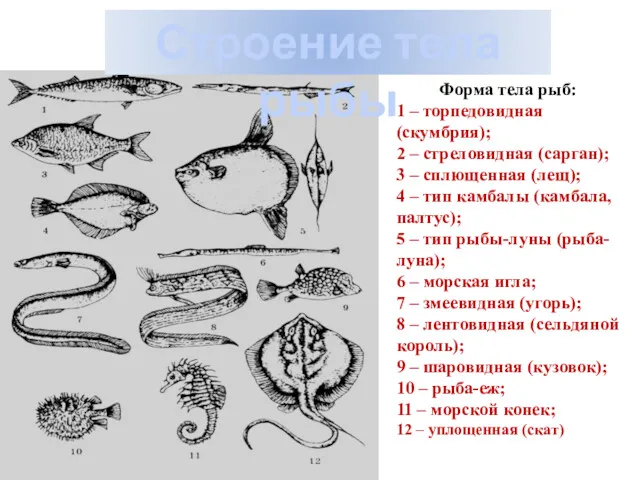 Форма тела рыб: 1 – торпедовидная (скумбрия); 2 – стреловидная (сарган); 3 –