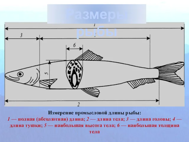 Размеры рыбы
