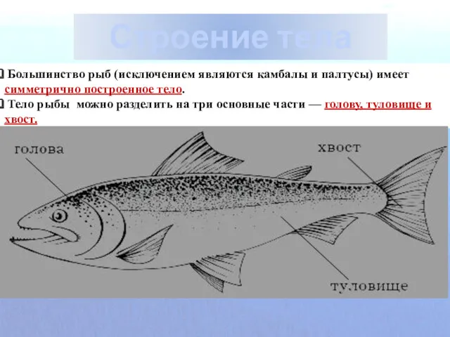 Строение тела рыбы Большинство рыб (исключением являются камбалы и палтусы) имеет симметрично построенное