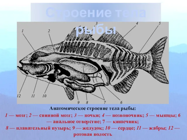 Строение тела рыбы
