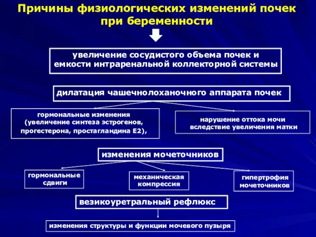 Причины физиологических изменений почек при беременности увеличение сосудистого объема почек и емкости интраренальной