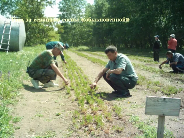 Уход за сеянцами сосны «обыкновенной»