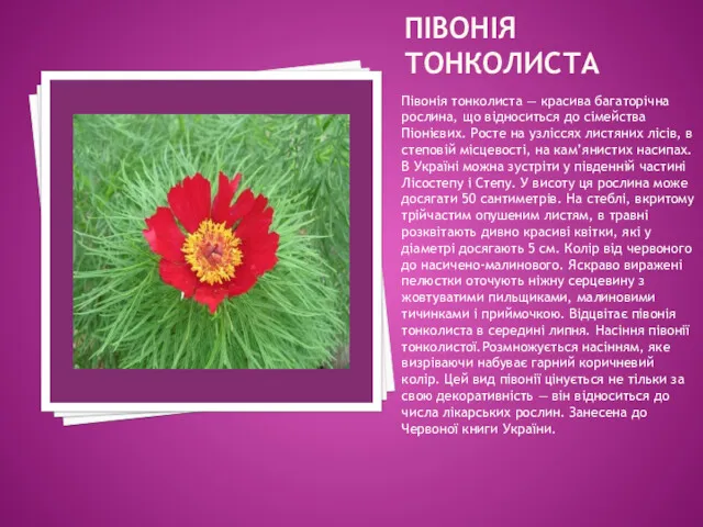 ПІВОНІЯ ТОНКОЛИСТА Півонія тонколиста — красива багаторічна рослина, що відноситься