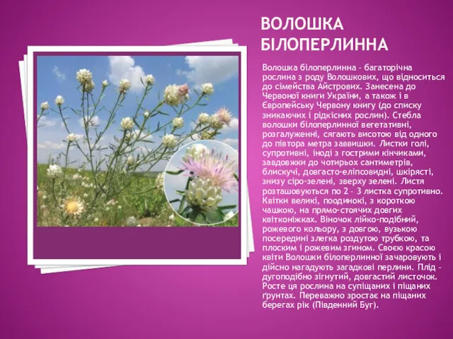 ВОЛОШКА БІЛОПЕРЛИННА Волошка білоперлинна – багаторічна рослина з роду Волошкових,